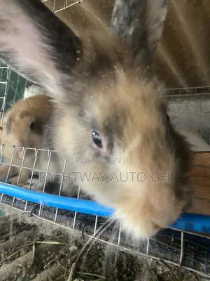 Rabbit Lion Head
