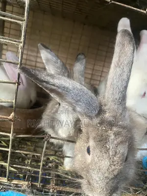 Rabbit Lion Head
