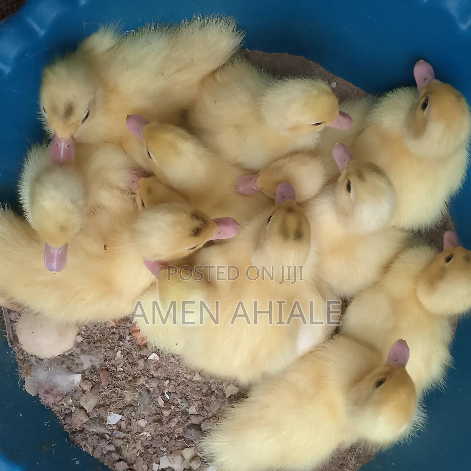 Exotic Pure White Muscovy Ducklings for Sale