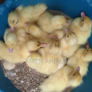 Exotic Pure White Muscovy Ducklings for Sale