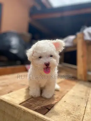 1-3 months Female Purebred Poodle