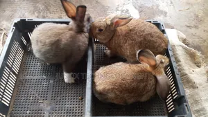 Rabbit for Sale