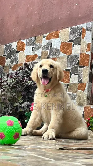 3-6 months Female Purebred Golden Retriever