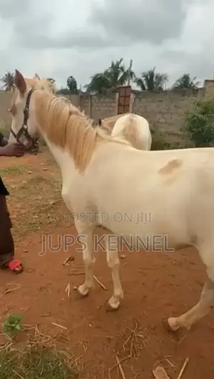 Horse (Pure Arewa Breed)