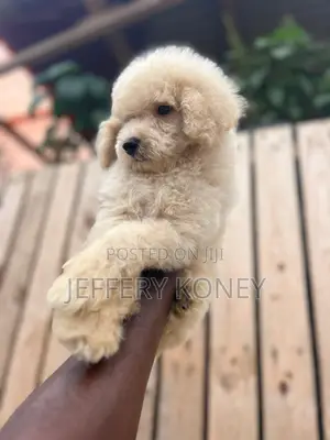 1-3 months Male Purebred Poodle