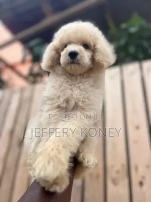 1-3 months Male Purebred Poodle