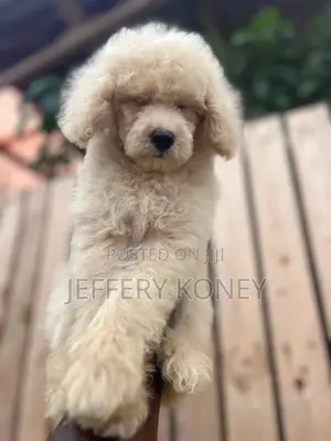 1-3 months Male Purebred Poodle