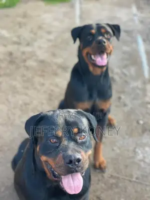 1+ year Female Purebred Rottweiler