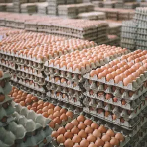 Eggs for Sale in Accra