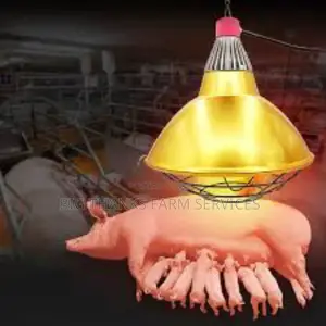 Livestock Heater Lamps And Holders