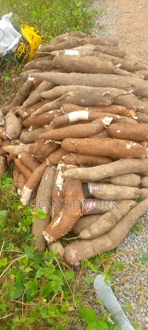 Cassava Available for Sale
