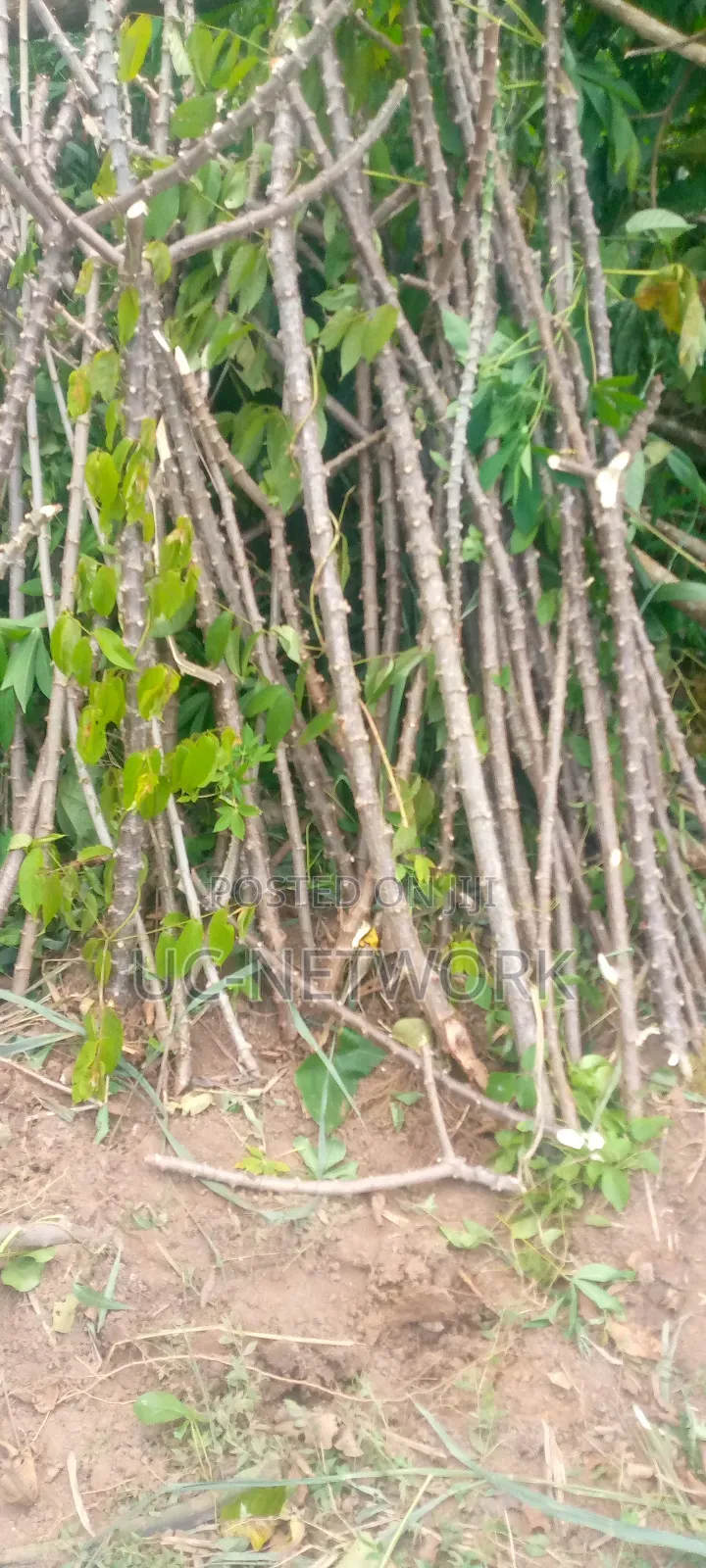 Cassava Available for Sale