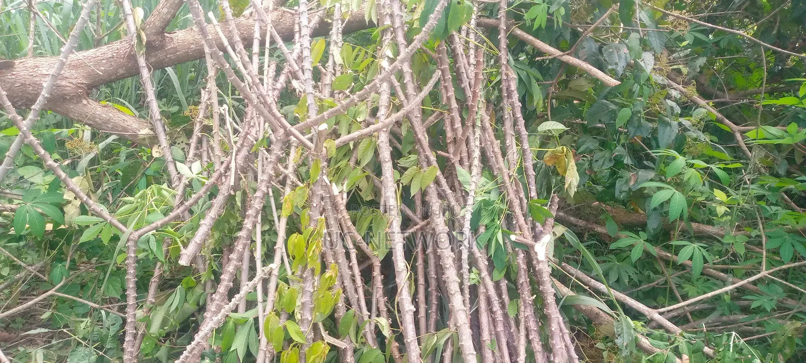 Cassava Available for Sale