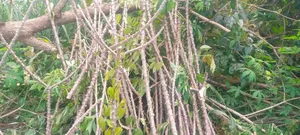 Cassava Available for Sale