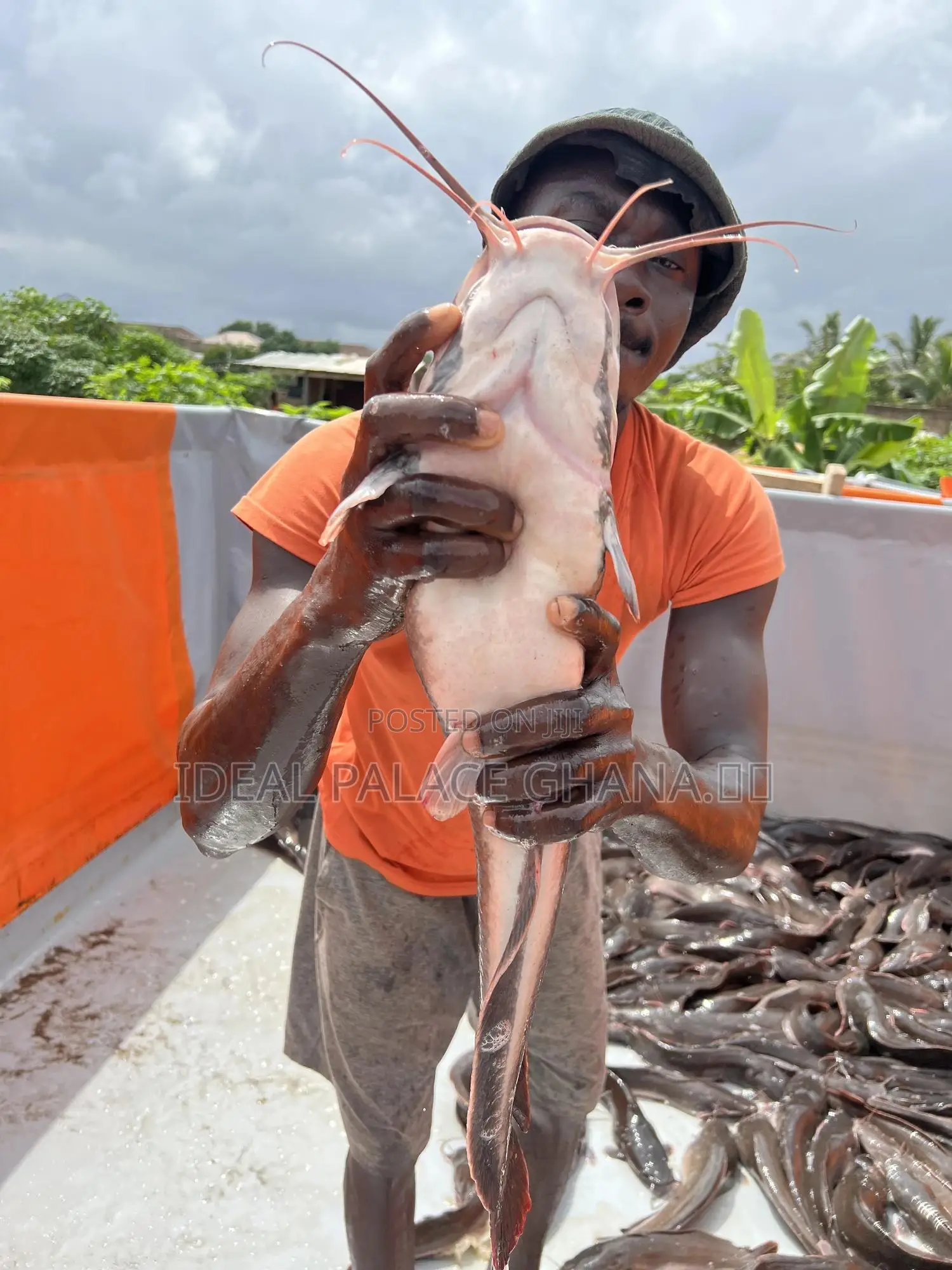 Big Catfishes 1kg - 2kg
