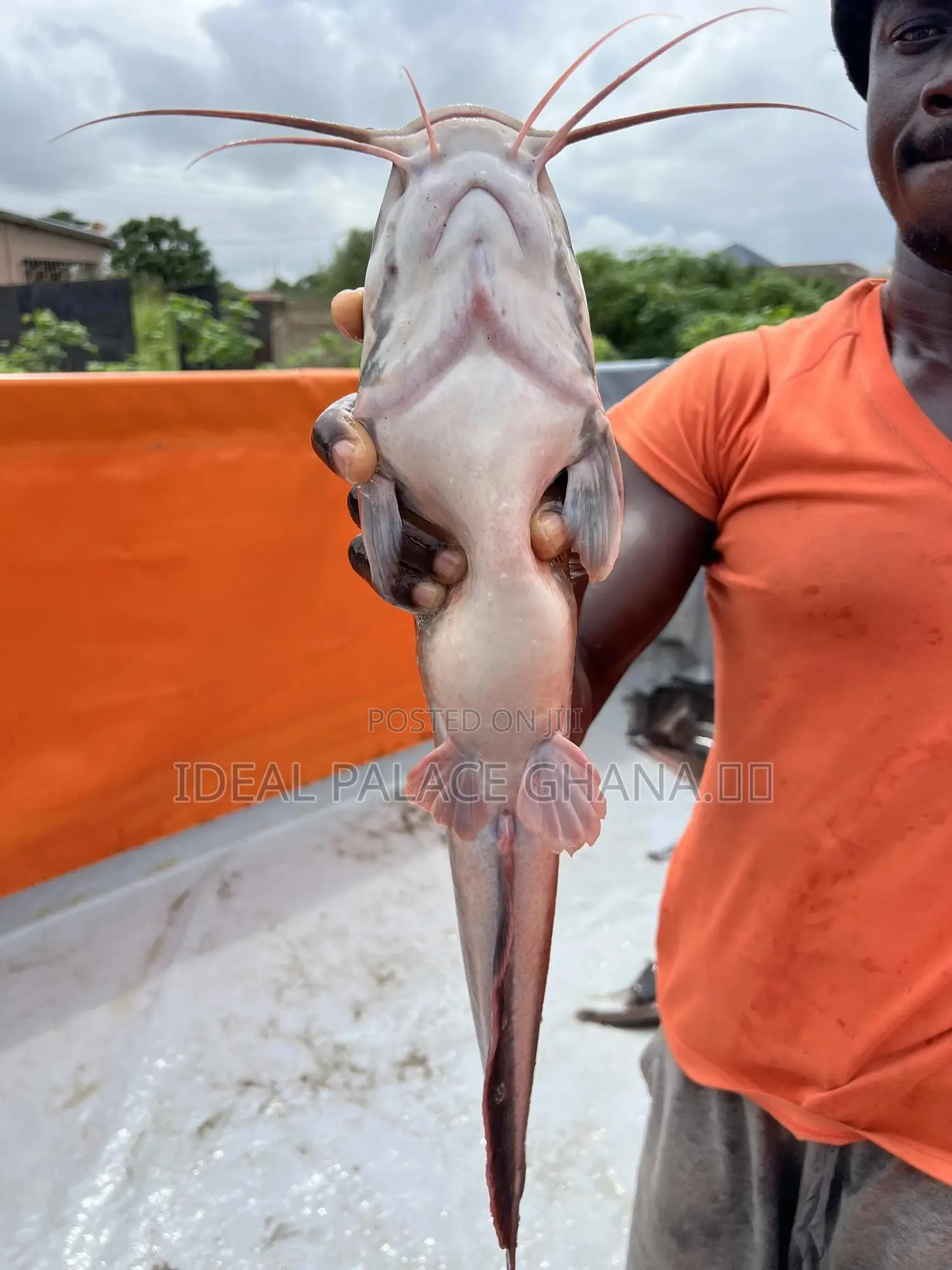 Big Catfishes 1kg - 2kg