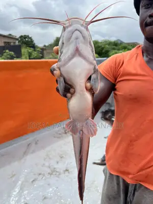 Big Catfishes 1kg - 2kg