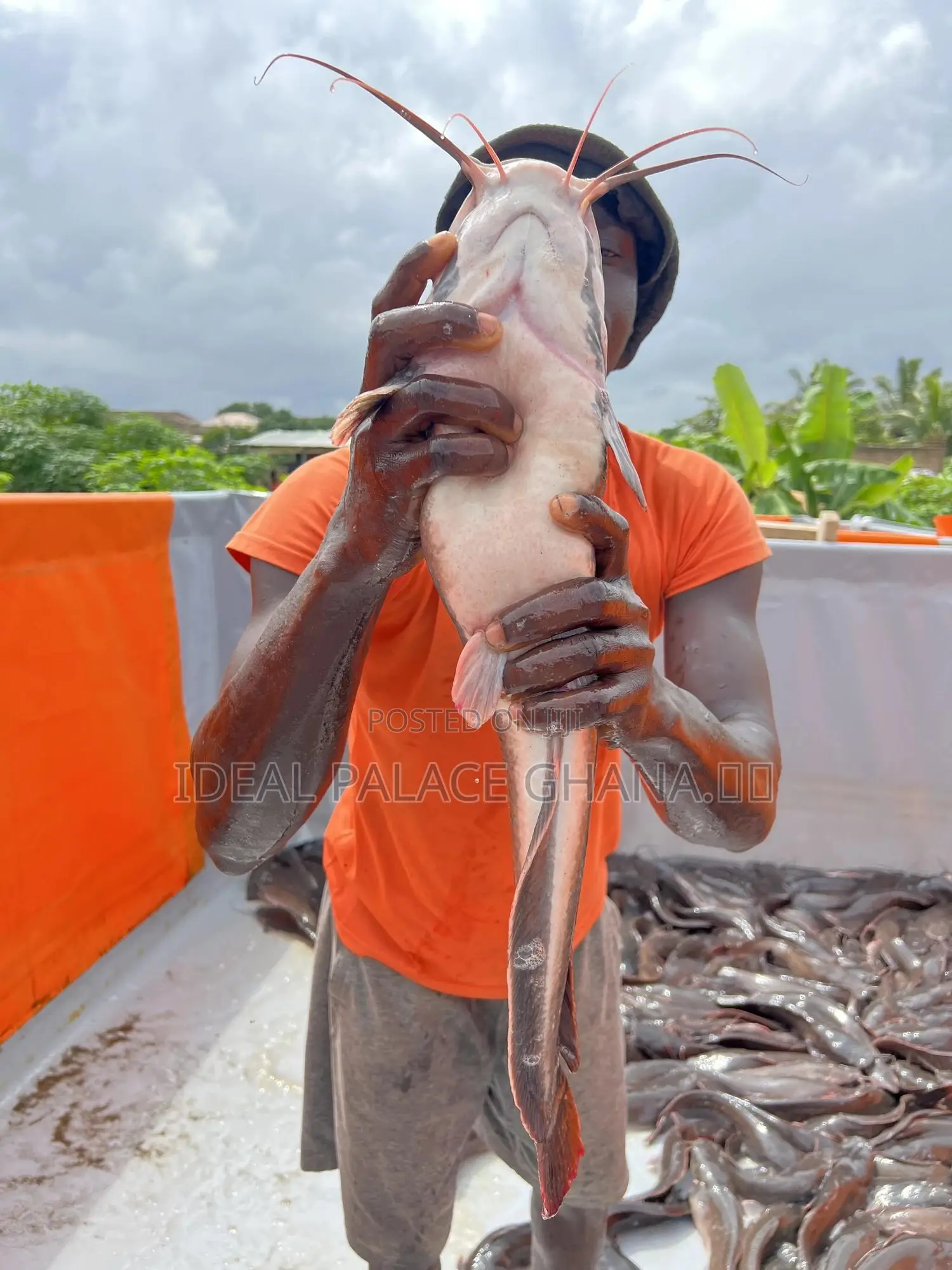 Big Catfishes 1kg - 2kg