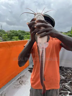 Big Catfishes 1kg - 2kg