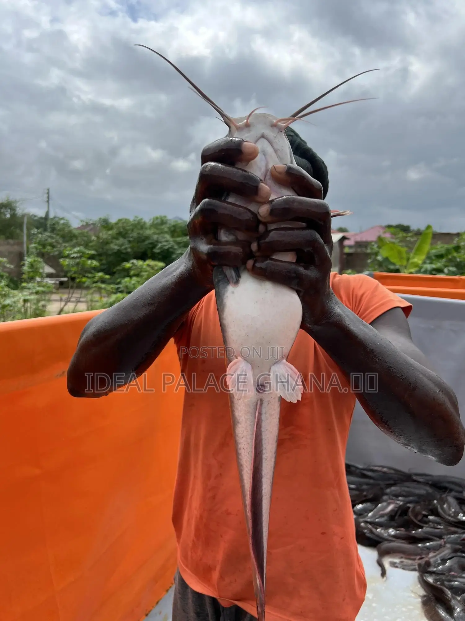Big Catfishes 1kg - 2kg