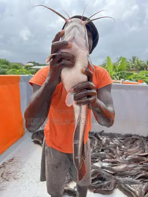 Big Catfishes 1kg - 2kg