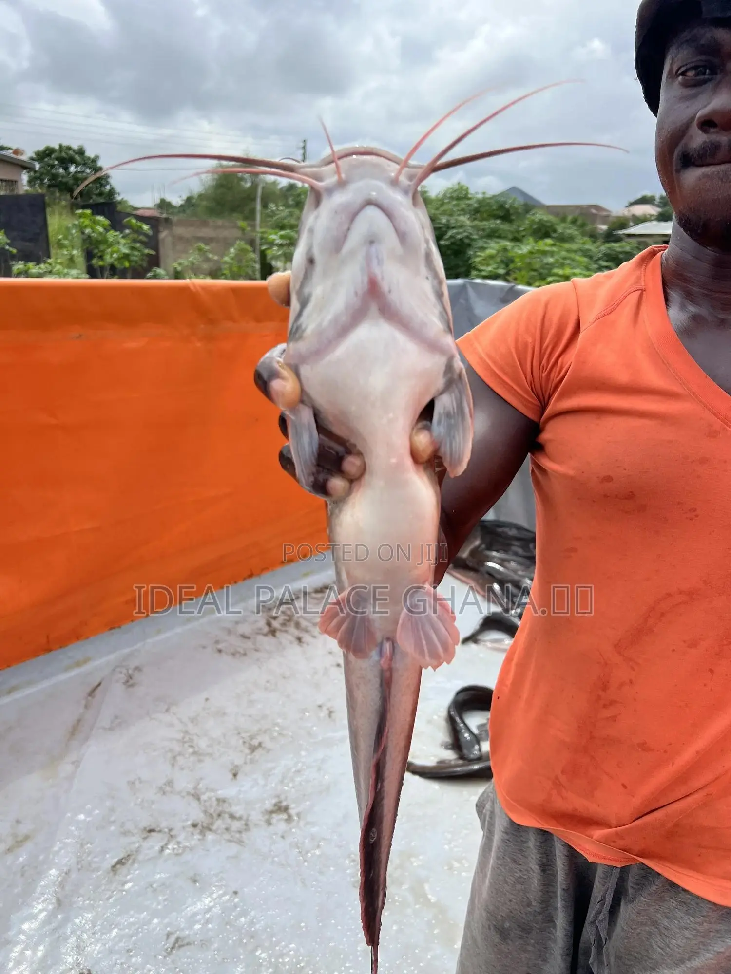 Big Catfishes 1kg - 2kg