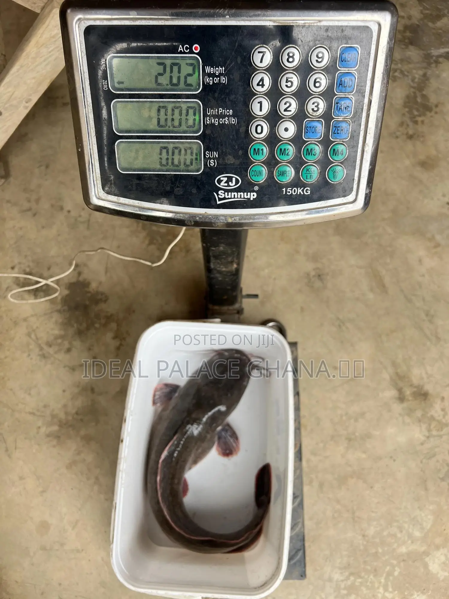 Catfishes Available ( 1kg - 4kg ) At Ideal Palace Farms