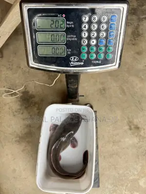 Catfishes Available ( 1kg - 4kg ) At Ideal Palace Farms