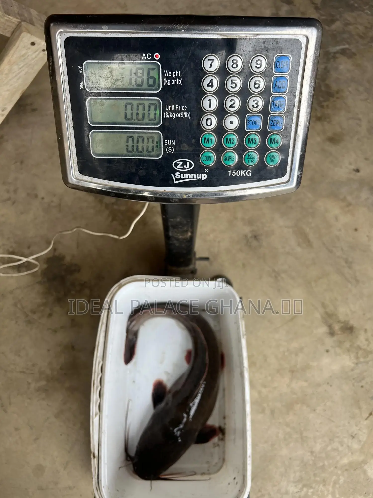 Catfishes Available ( 1kg - 4kg ) At Ideal Palace Farms