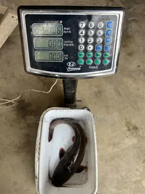 Catfishes Available ( 1kg - 4kg ) At Ideal Palace Farms