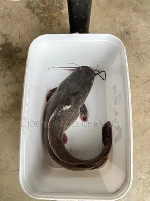 Catfishes Available ( 1kg - 4kg ) At Ideal Palace Farms