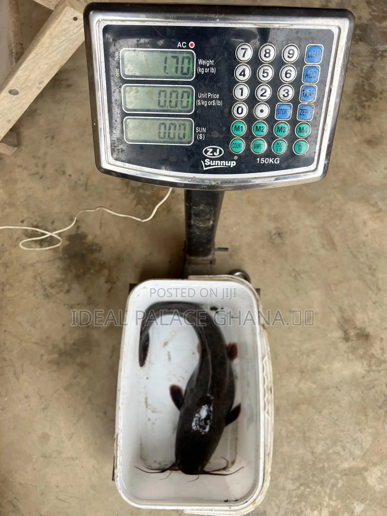 Catfishes Available ( 1kg - 4kg ) At Ideal Palace Farms