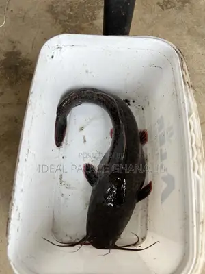Catfishes Available ( 1kg - 4kg ) At Ideal Palace Farms