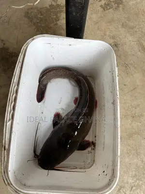 Catfishes Available ( 1kg - 4kg ) At Ideal Palace Farms