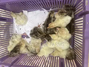 Day Old Hybrid Turkeys Available for Sale