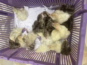 Day Old Hybrid Turkeys Available for Sale