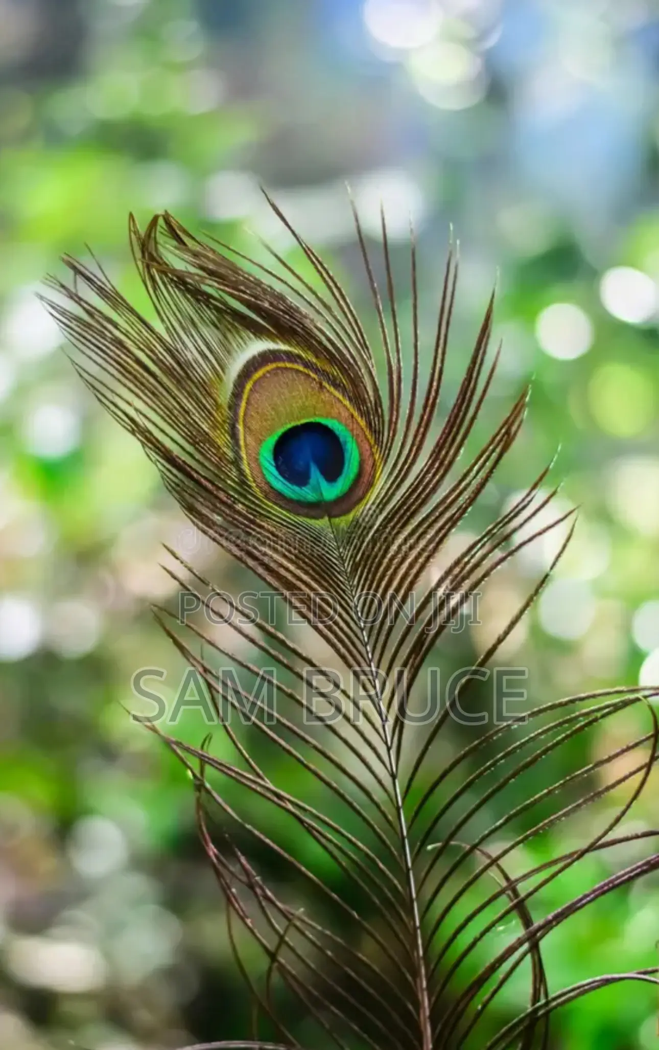 Natural Peacock Feathers