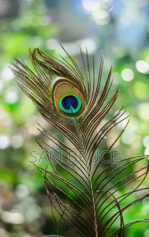 Natural Peacock Feathers