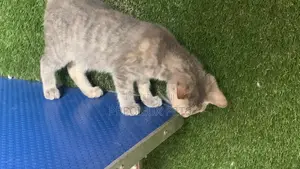 1-3 months Female Mixed Breed Turkish Angora