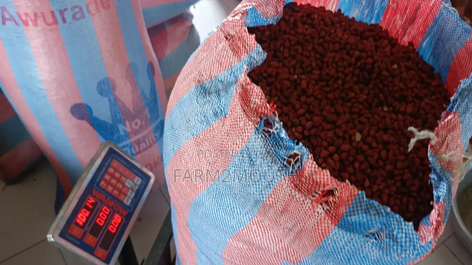 Groundnut or Peanut
