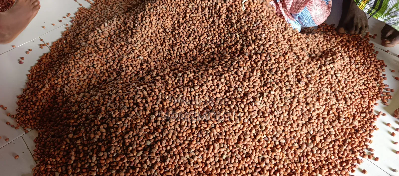 Groundnut or Peanut