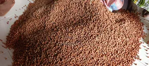 Groundnut or Peanut