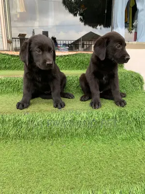 1-3 months Male Purebred Labrador Retriever