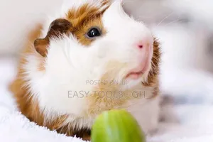 Crested Foreign Guinea Pigs ( Read Description )