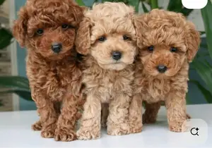 1-3 months Female Purebred Poodle