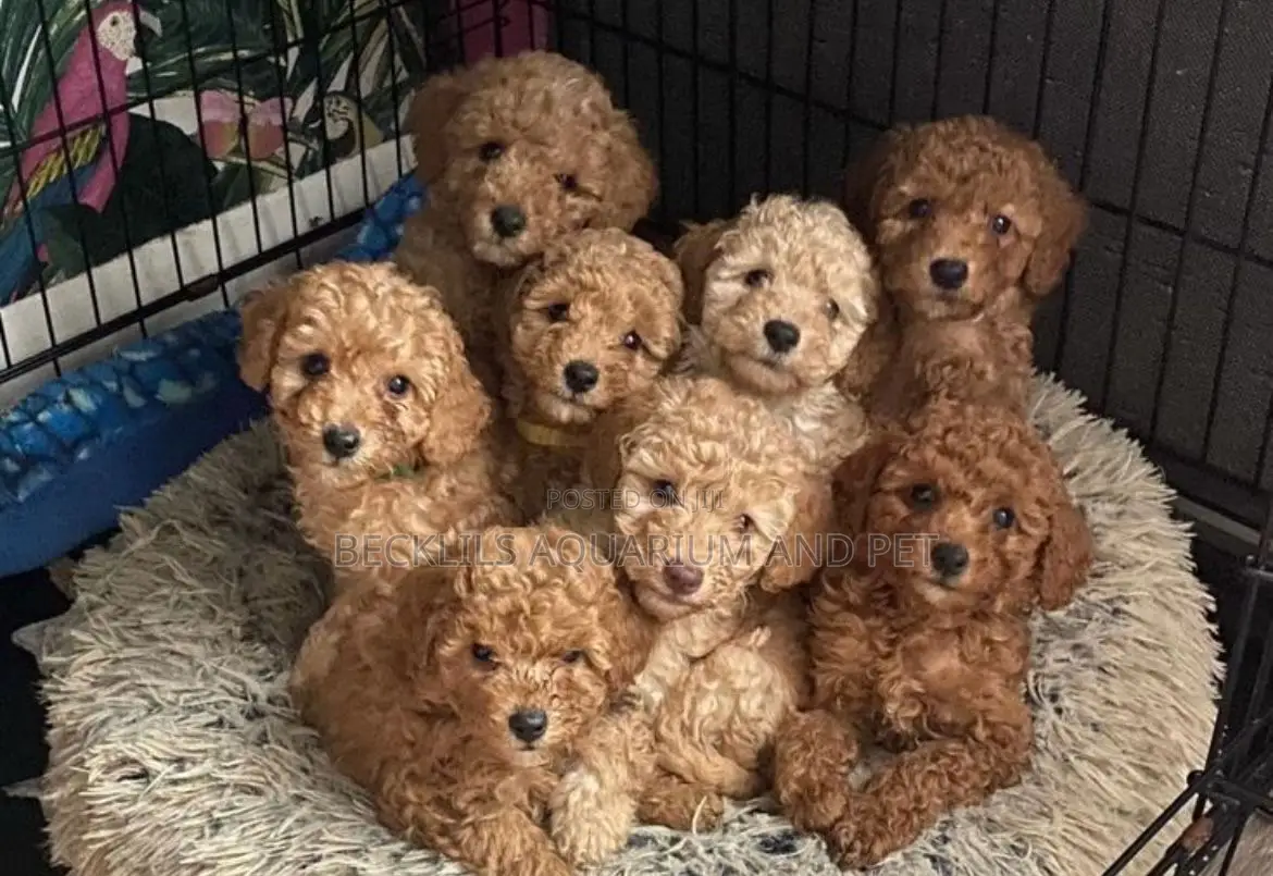 1-3 months Female Purebred Poodle