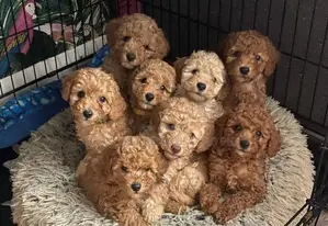1-3 months Female Purebred Poodle