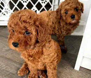 1-3 months Female Purebred Poodle