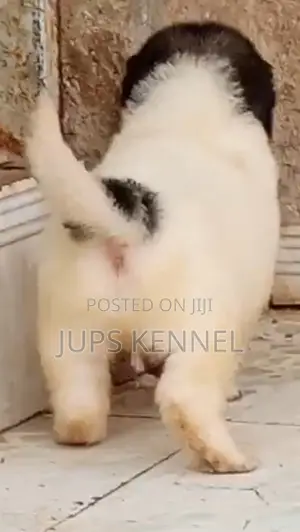 1-3 months Male Purebred Caucasian Shepherd