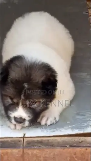1-3 months Male Purebred Caucasian Shepherd